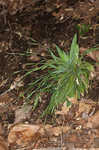 Broadleaf sedge